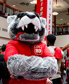 lobo louie